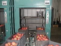 りんごの選果作業