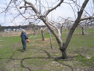 りんごの土壌改良
