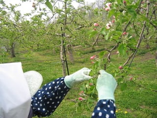 りんごの摘花・摘果作業